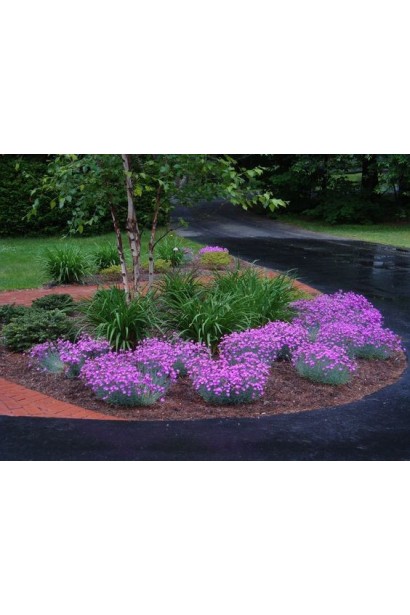 Гвоздика дельтоподібна міртінервіус 